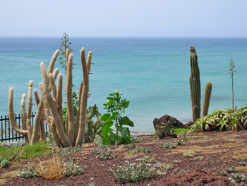 Costa Calma