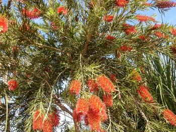 Callistemon Callistemon