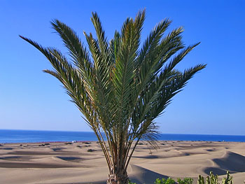 Dünenlandschaft Meerblick Dünenlandschaft Meerblick