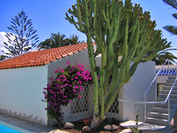 Kakteen und Bouganvilla Kakteen und Bouganvilla