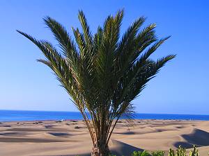 Der Süden von Gran Canaria Der Süden von Gran Canaria