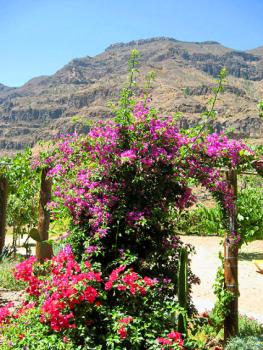 Garten Garten