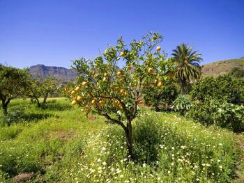 Obstbäume Obstbäume