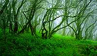 Nebelwald