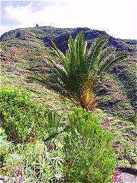 Apartments Gomera Apartments Gomera