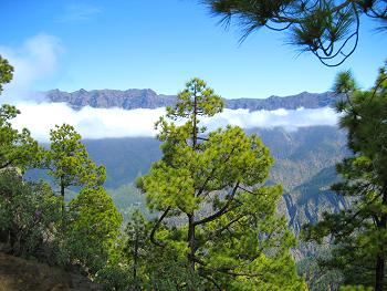 La Palma über den Wolken