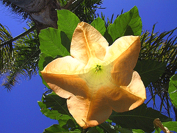 Blüte der Engelstrompete Blüte der Engelstrompete