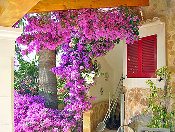 Blumenpracht am Ferienhaus Blumenpracht am Ferienhaus