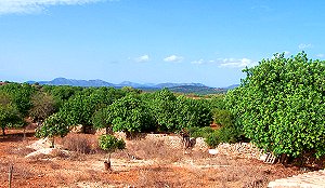 Mandelbaumplantage Mandelbaumplantage