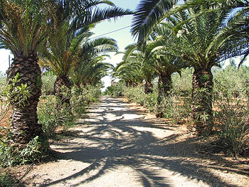 Einfahrt zur Finca Einfahrt zur Finca