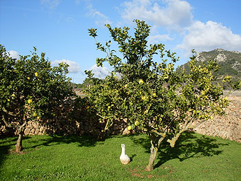 Zitronengarten Zitronengarten