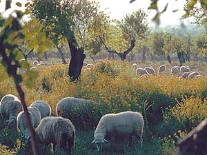 Umgebung der Finca Umgebung der Finca