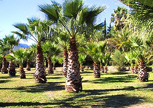 Palmengarten Palmengarten