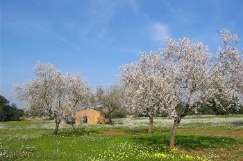 Umgebung mit Wiesen und Weiden