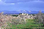Traumhafte Finca auf Mallorca mit Blick auf die Bucht von Alcudia (Nr. 0381)