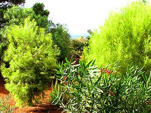 Garten Garten