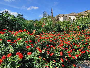 Blumen im Garten