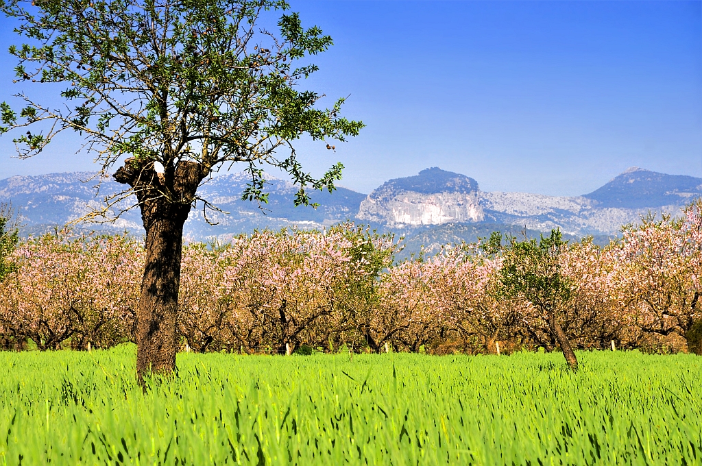 Mandelblüte auf Mallorca