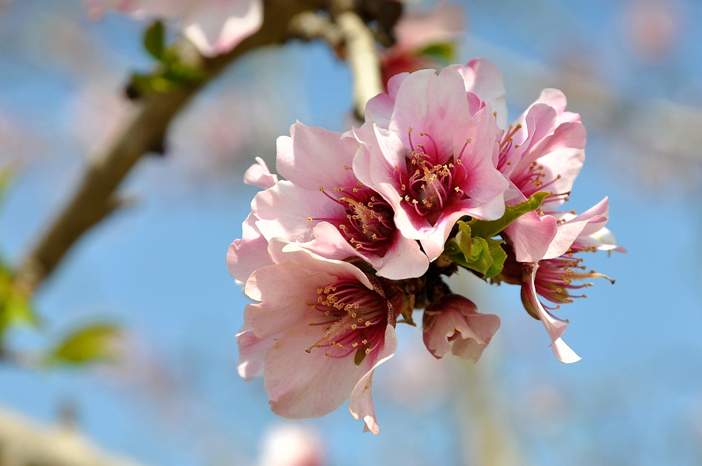 Mandelblüte auf Mallorca