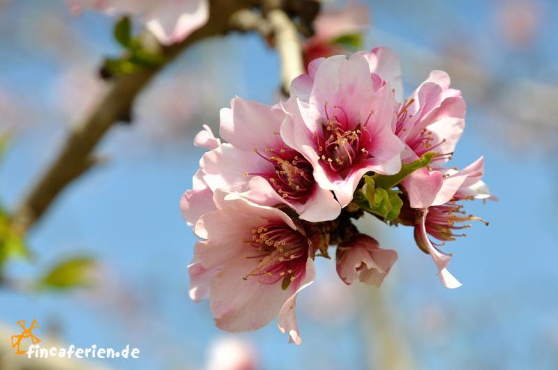 Mandelblüte auf Mallorca