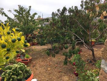 Garten mit Obstbäumen