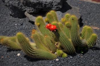 Kaktus mit Blüten