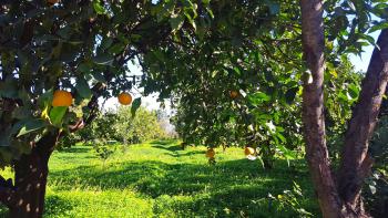 Naturbelassener Garten mit Obstbäumen