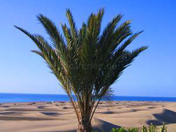 Dünen und Meer bei Maspalomas