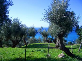 Blick über Olivenhaine zum Meer