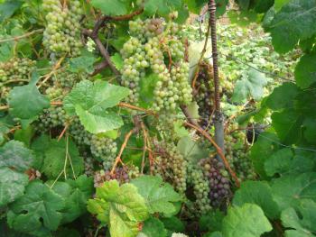 Weinreben im Garten der Finca